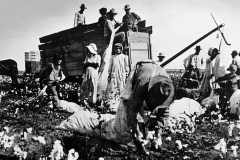 Cotton-7